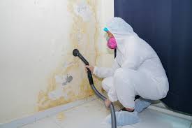 Why You Should Choose Our Mold Remediation Services in Westlake Village, CA